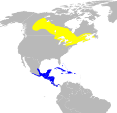 Žlutě je vyznačena oblast výskytu při hnízdění, modře při zimování.