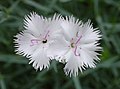 Dianthus japonicus