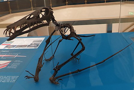 Recreació d'un esquelet d'un Dorygnathus banthensis. Museu d'Història Natural de Karlsruhe