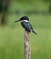 Green Kingfisher