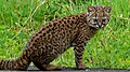 Kodkod - Leopardus guigna, or Güiña