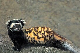 Marbled polecat