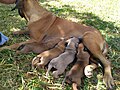 Filhotes de Cães Originais Filas Brasileiros amamentando