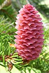 Befruktningsmogen honkotte av gran Picea abies.