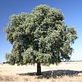 Quercus ilex subsp. rotundifolia