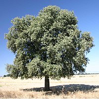 Hrast Quercus ilex subsp. rotundifolia