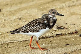 A. i. morinella on Tobago