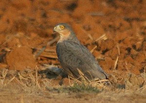 Ruĝecbrusta akcipitro, post vespera predo, Farmo Cedara, Pietermaritzburg, KwaZulu-Natal, Sudafriko.