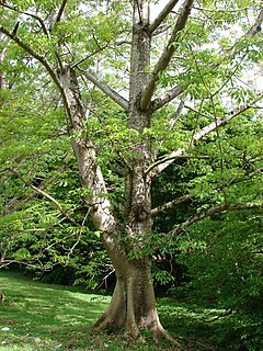 Description de l'image Starr 070515-7031 Bombax ceiba.jpg.