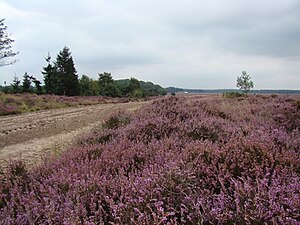 Ginkelske heide