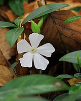 Vinca minor - periwinkle,