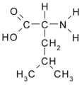 Leucin* (Leu / L)