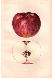 Gravure d'une pomme entière (en haut) et d'une demi-pomme présentant sa face coupée (en bas).