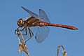 Közönséges szitakötő (Sympetrum vulgatum) hím