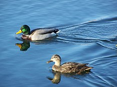 Mallards