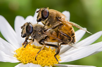 Eristalis tenax