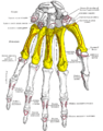 Insertion sur la phalange distale du pouce du muscle long extenseur du pouce (Extensor pollicis longus).