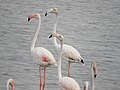 Greater Flamingo