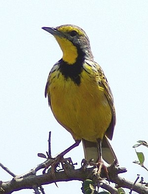 Flavgorĝa makronikso, plenkreskulo de M. c. croceus