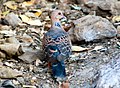 Oriental turtle doves forage on the ground for their food