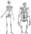 Human and gorilla skeleton