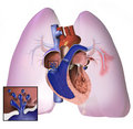 Thumbnail for Pulmonary hypertension