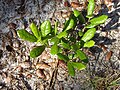 Quercus pumila