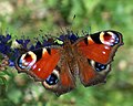 Peacock butterfly