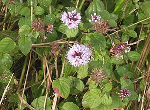 Mentha acquatica L.