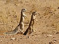 Cape ground squirrels