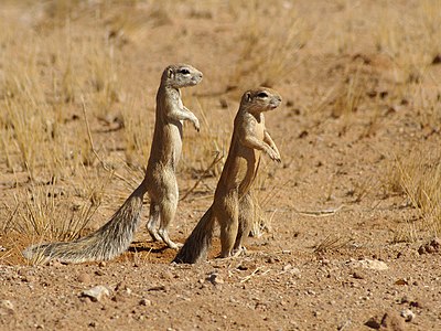 Cape ground squirrel