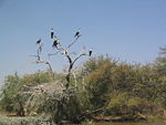 Cormorants on a tree without leaves above some water.