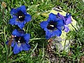 Klusiusa genciano Gentiana clusii