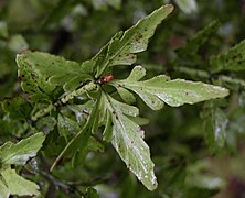 Phyllocladus sp.