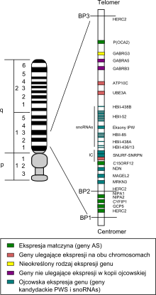 Schematyczne przedstawienie chromosomu 15 wraz z zaznaczeniem poszczególnych genów związanych z opisywaną chorobą