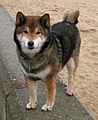 Shiba (Japani)