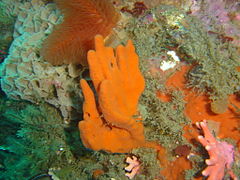 Reef scene at Star Wall