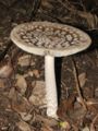 Amanita ceciliae