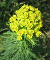 Euphorbia cyparissias (cyathia dalam bunga payung)