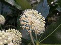 Kobul Fatsia japonica