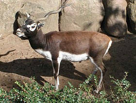 Antílope-negro (Antilope cervicapra)