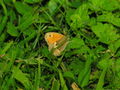 Coenonympha pamphilus