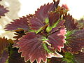 Coleus sp. 3