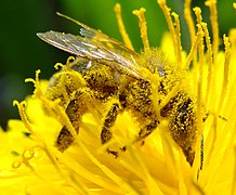 Pollinisation d'un pissenlit par une abeille : on peut voir le pollen de la fleur s'accrocher aux poils de l'insecte