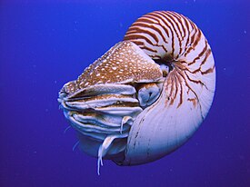 Живой Nautilus belauensis