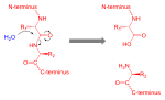 Thumbnail for Proteolysis