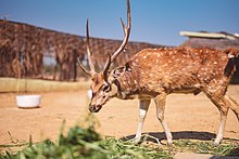 Deer in the safari park