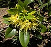 Showy yellow flowers of Xanthostemon chrysanthus