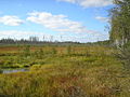 Marais près de Komarovo.