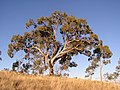 Eucalyptus bridgesiana við Red Hill (Australian Capital Territory).